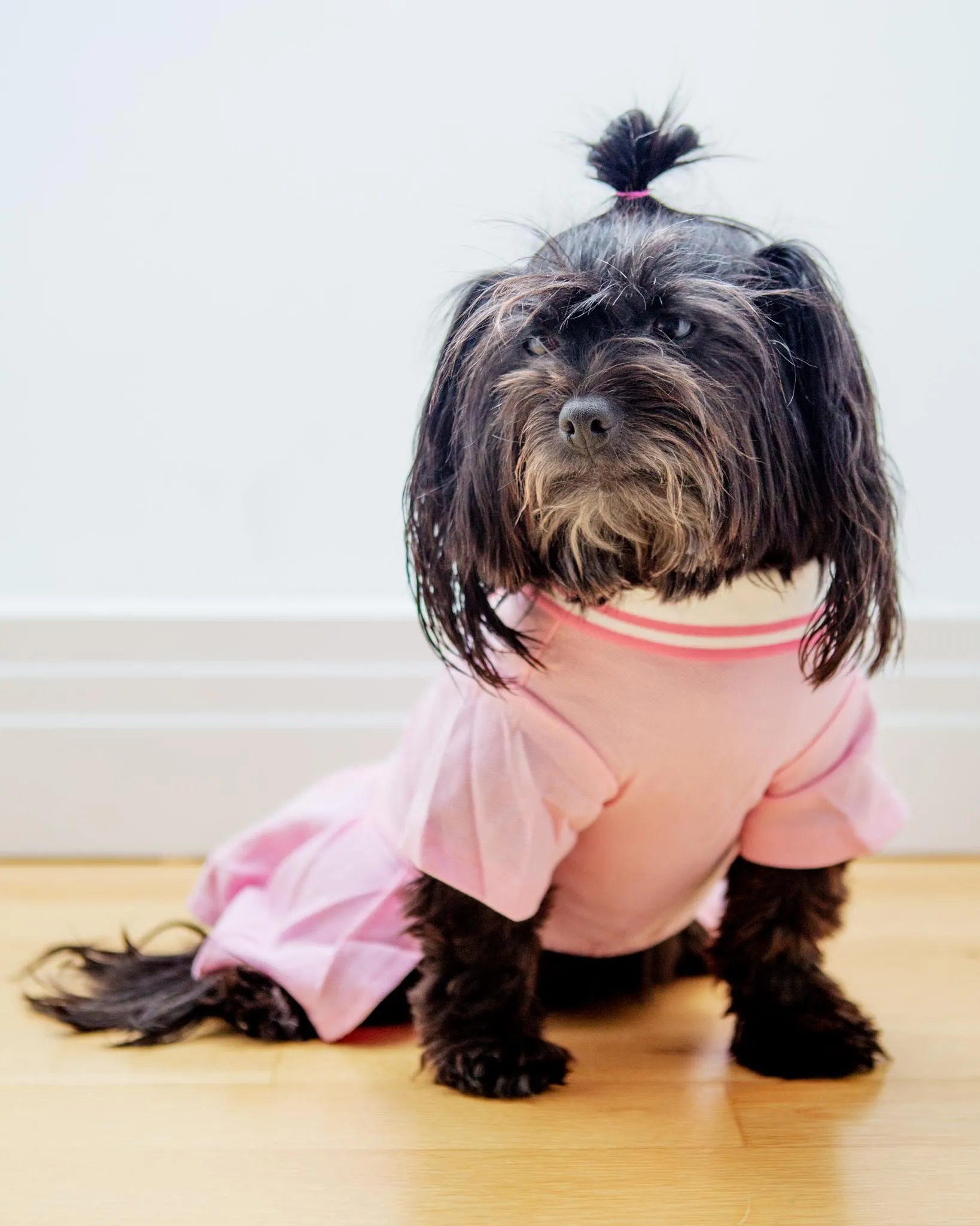 Cheeky Cherry Dog Dress (CLEARANCE)